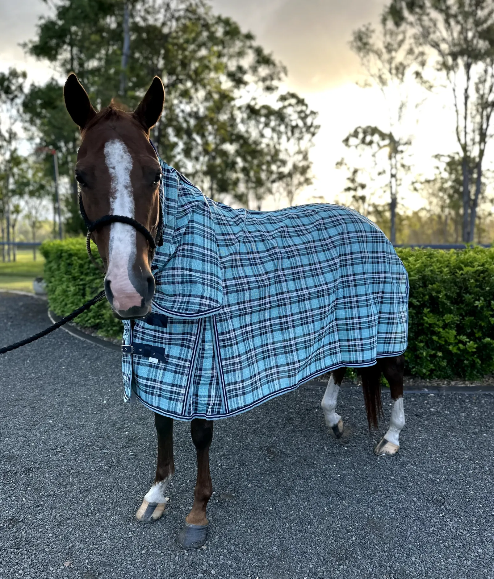 Ruby Rose Aqua/Navy PVC Shade Mesh Horse Rug Combo